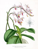 Paxton’s Botanical Prints 1884 Pink Butterfly Plant - Panteek Antique Prints