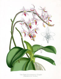 Paxton’s Botanical Prints 1884 Pink Butterfly Plant - Panteek Antique Prints
