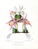 Paxton’s Botanical Prints 1884 Pleiones - Panteek Antique Prints