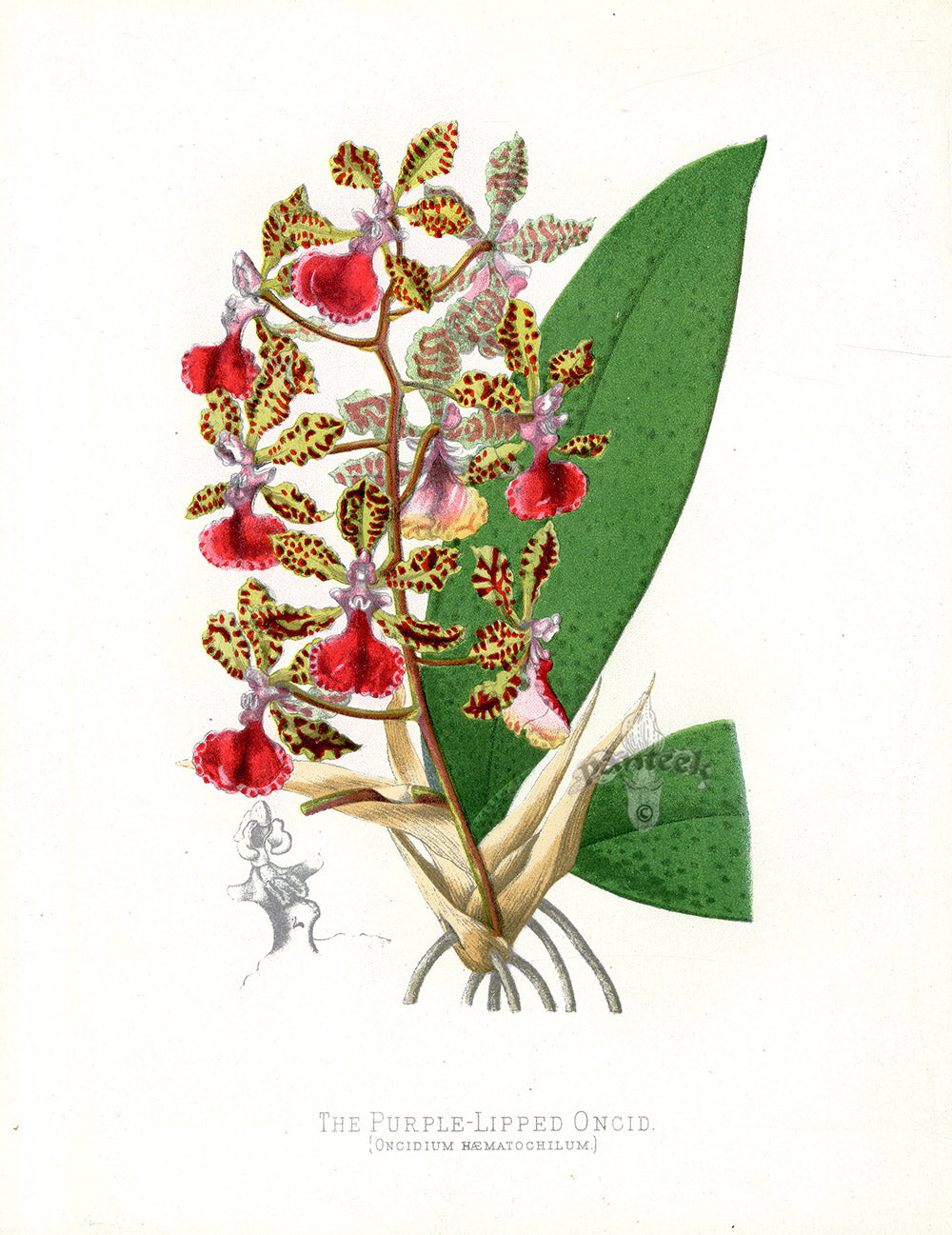 Paxton’s Botanical Prints 1884 Purple-Lipped Oncid