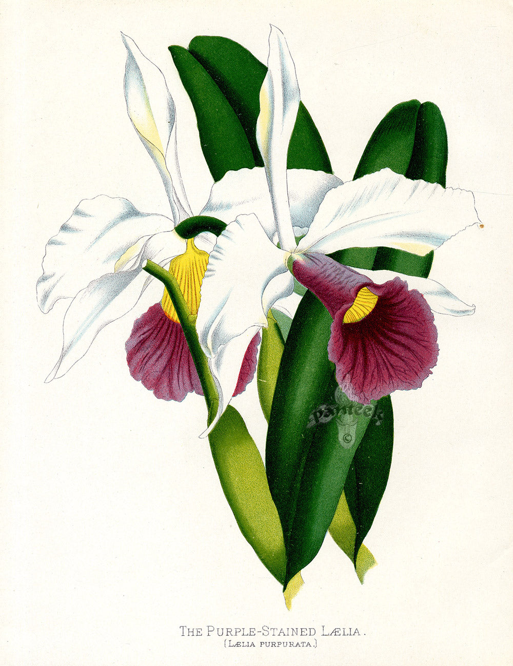 Paxton’s Botanical Prints 1884 Purple-stained Laelia