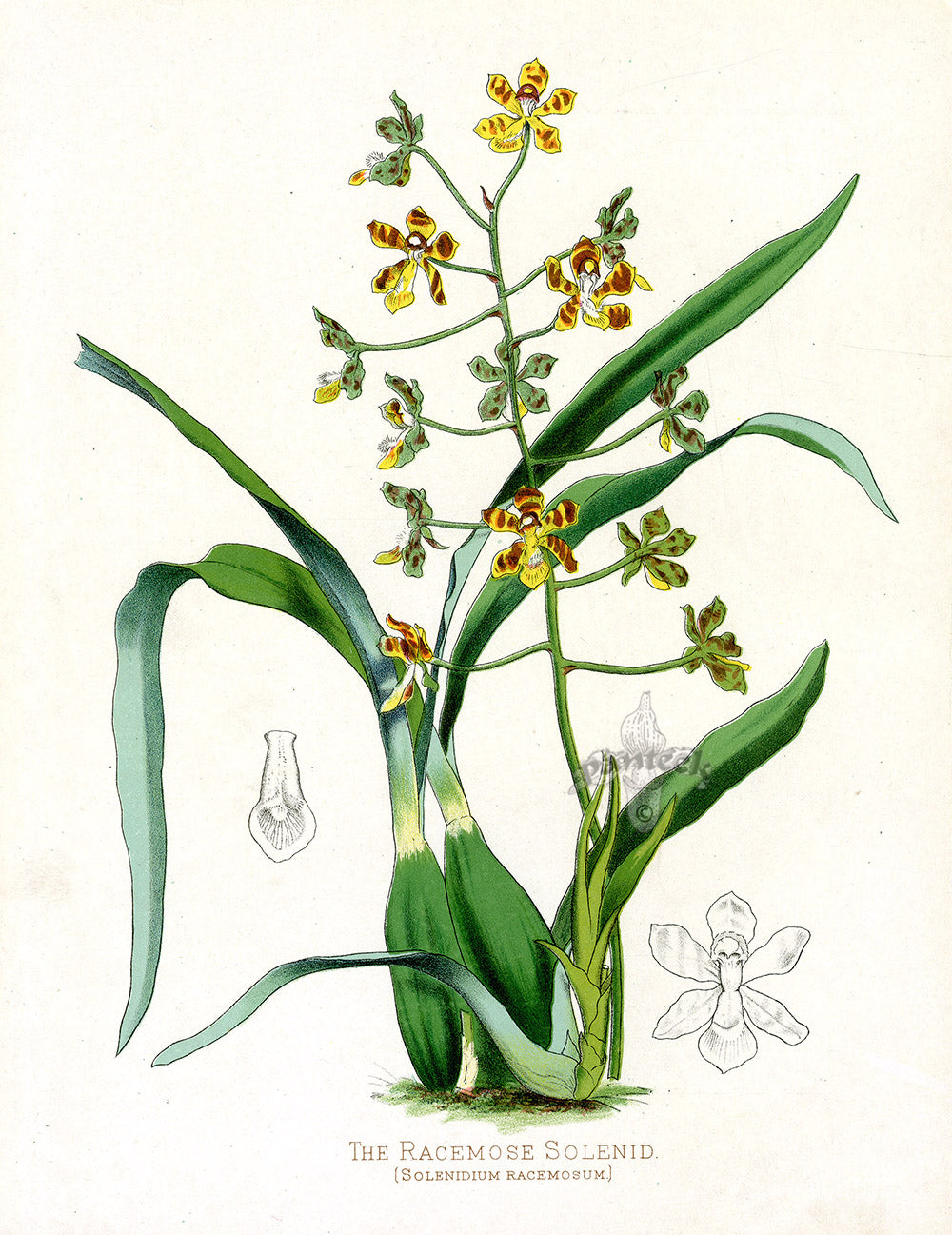 Paxton’s Botanical Prints 1884 Racemose Solenid