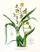 Paxton’s Botanical Prints 1884 Racemose Solenid - Panteek Antique Prints