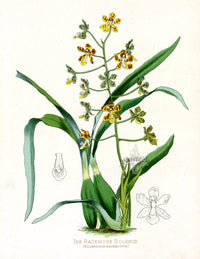 Paxton’s Botanical Prints 1884 Racemose Solenid - Panteek Antique Prints