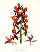 Paxton’s Botanical Prints 1884 Red Mormodes - Panteek Antique Prints