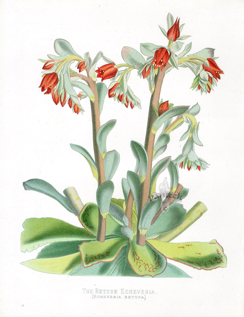 Paxton’s Botanical Prints 1884 Retuse Echeveria