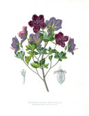 Paxton’s Botanical Prints 1884 Rhodotham - Panteek Antique Prints