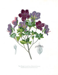 Paxton’s Botanical Prints 1884 Rhodotham - Panteek Antique Prints