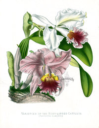 Paxton’s Botanical Prints 1884 Ruby-lipped Cattleya - Panteek Antique Prints