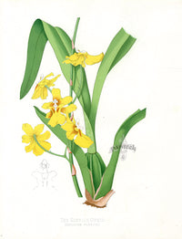 Paxton’s Botanical Prints 1884 Sessile Orchid - Panteek Antique Prints