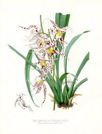 Paxton’s Botanical Prints 1884 Speckled Odontoglot - Panteek Antique Prints