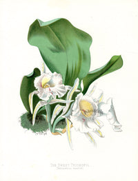 Paxton’s Botanical Prints 1884 Sweet Trichopil - Panteek Antique Prints