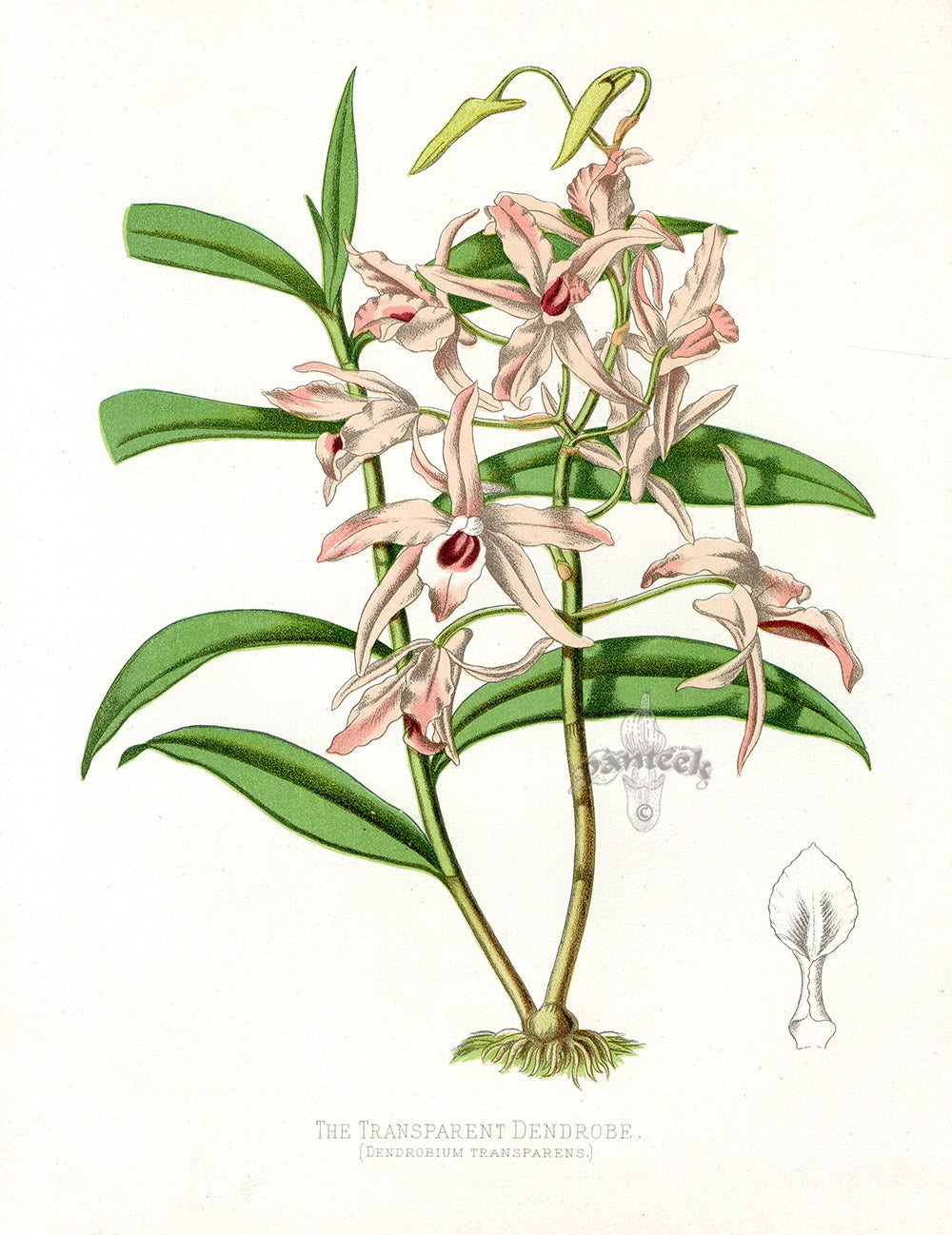 Paxton’s Botanical Prints 1884 Transparent Dendrobe