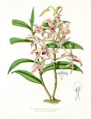 Paxton’s Botanical Prints 1884 Transparent Dendrobe - Panteek Antique Prints