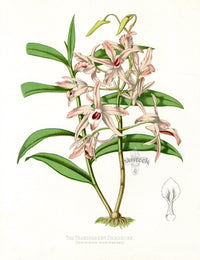 Paxton’s Botanical Prints 1884 Transparent Dendrobe - Panteek Antique Prints