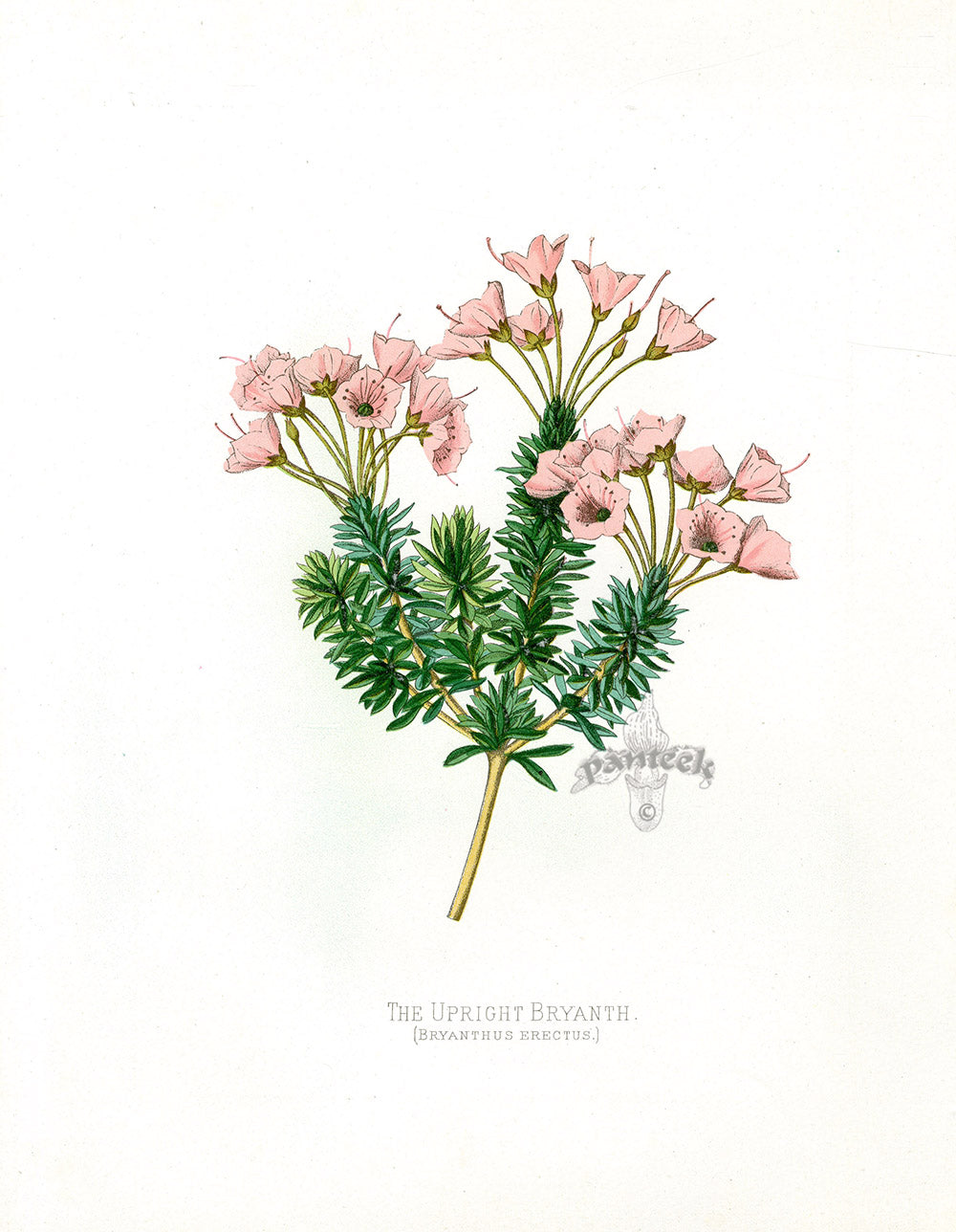 Paxton’s Botanical Prints 1884 Upright Bryanth
