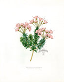 Paxton’s Botanical Prints 1884 Upright Bryanth - Panteek Antique Prints