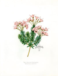 Paxton’s Botanical Prints 1884 Upright Bryanth - Panteek Antique Prints