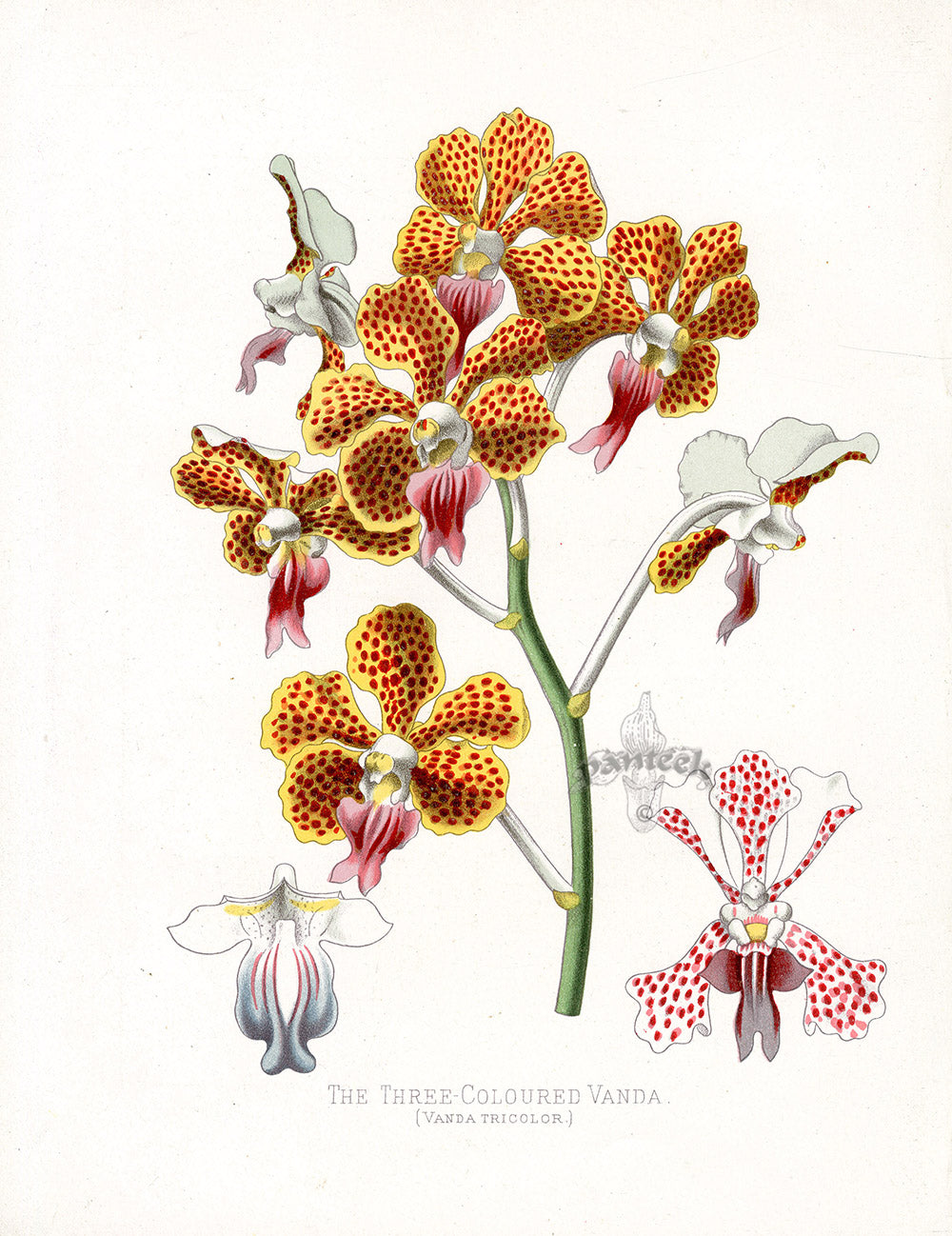 Paxton’s Botanical Prints 1884 Vanda Orchid
