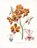 Paxton’s Botanical Prints 1884 Vanda Orchid - Panteek Antique Prints
