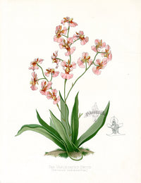 Paxton’s Botanical Prints 1884 Variegated Oncid - Panteek Antique Prints