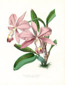 Paxton’s Botanical Prints 1884 Walker's Cattleya - Panteek Antique Prints