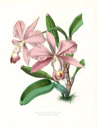 Paxton’s Botanical Prints 1884 Walker's Cattleya - Panteek Antique Prints