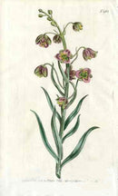 Persian Frilillaria Curtis Carnivorous Botanical - Panteek Antique Prints