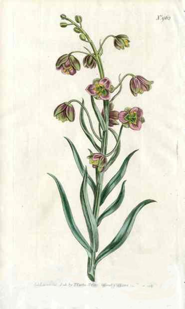 Persian Frilillaria Curtis Carnivorous Botanical