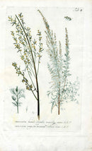 Philip Miller 1768 Antique Botanical Print Abrotanum - Panteek Antique Prints