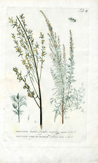 Philip Miller 1768 Antique Botanical Print Abrotanum - Panteek Antique Prints