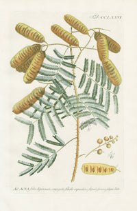 Philip Miller 1768 Antique Botanical Print Acacia - Panteek Antique Prints