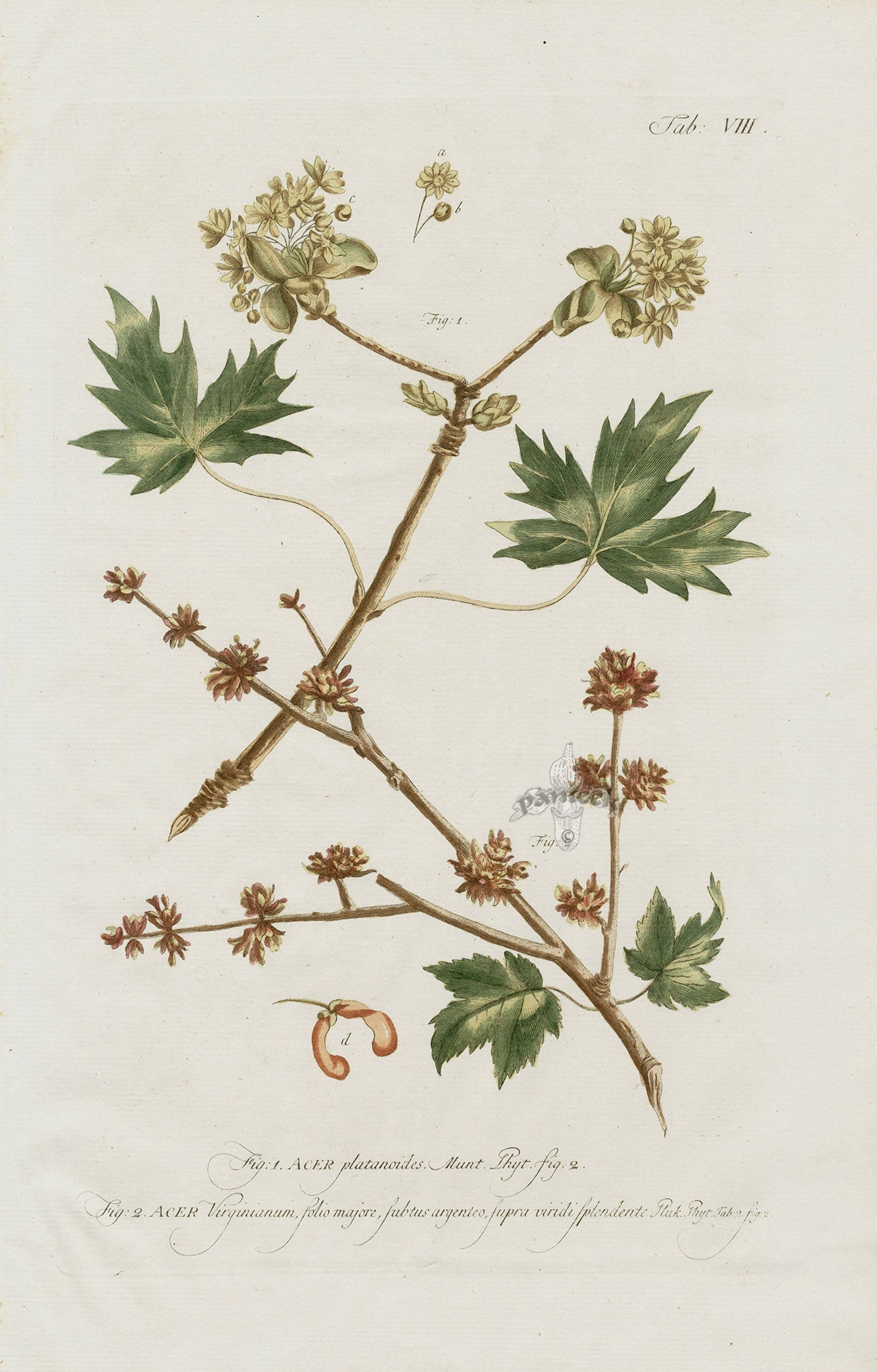 Philip Miller 1768 Antique Botanical Print Acer