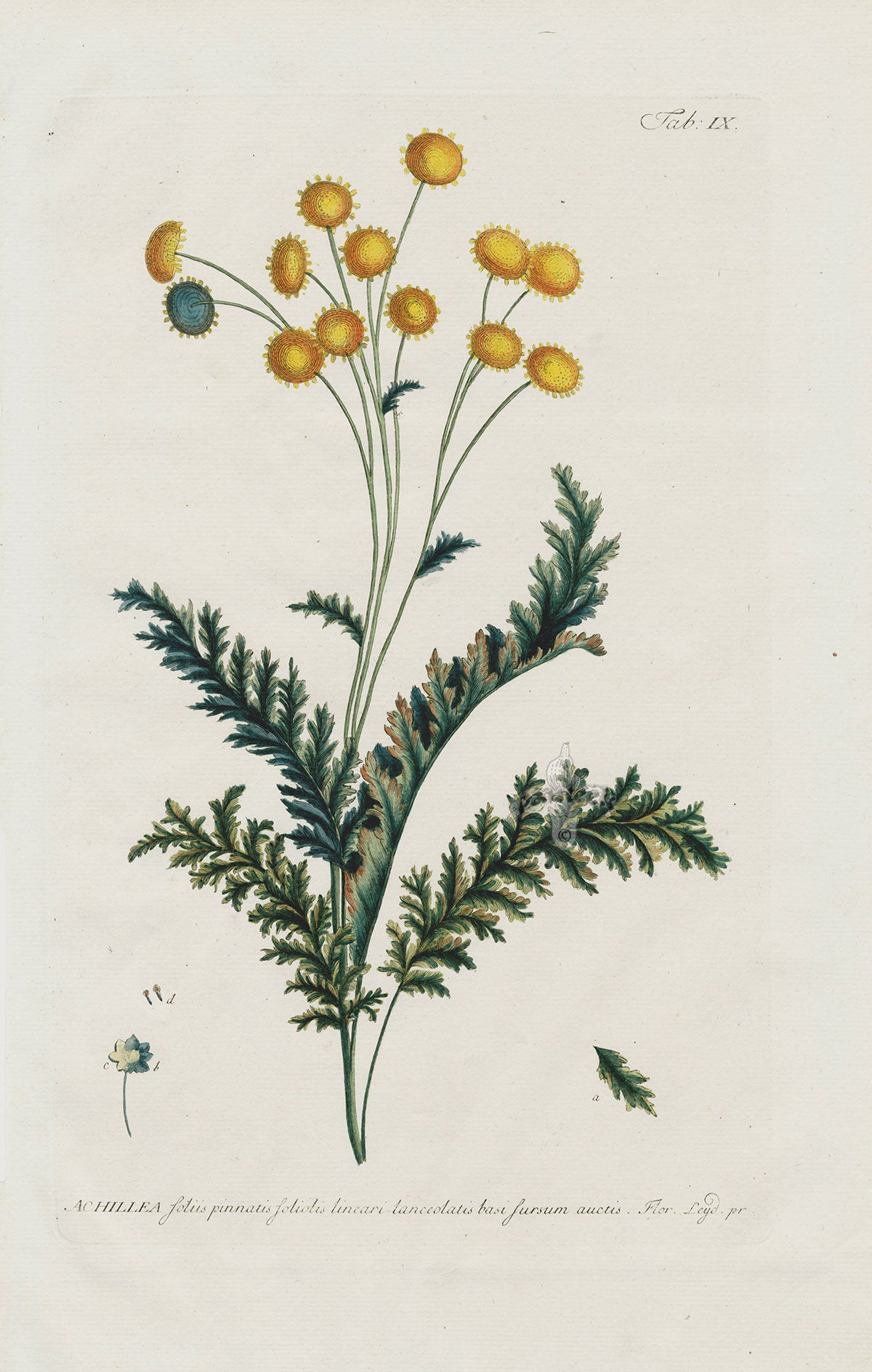 Philip Miller 1768 Antique Botanical Print Achillea