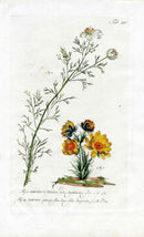 Philip Miller 1768 Antique Botanical Print Adonis - Panteek Antique Prints