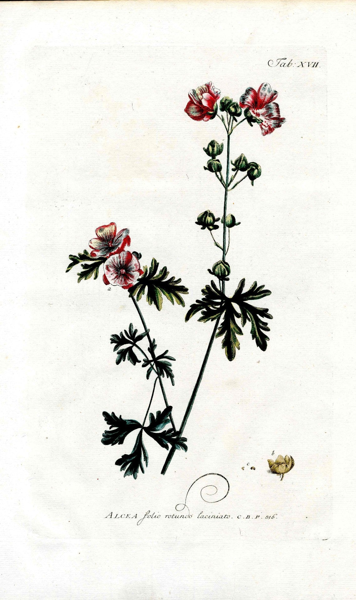 Philip Miller 1768 Antique Botanical Print Alcea, Hollyhock