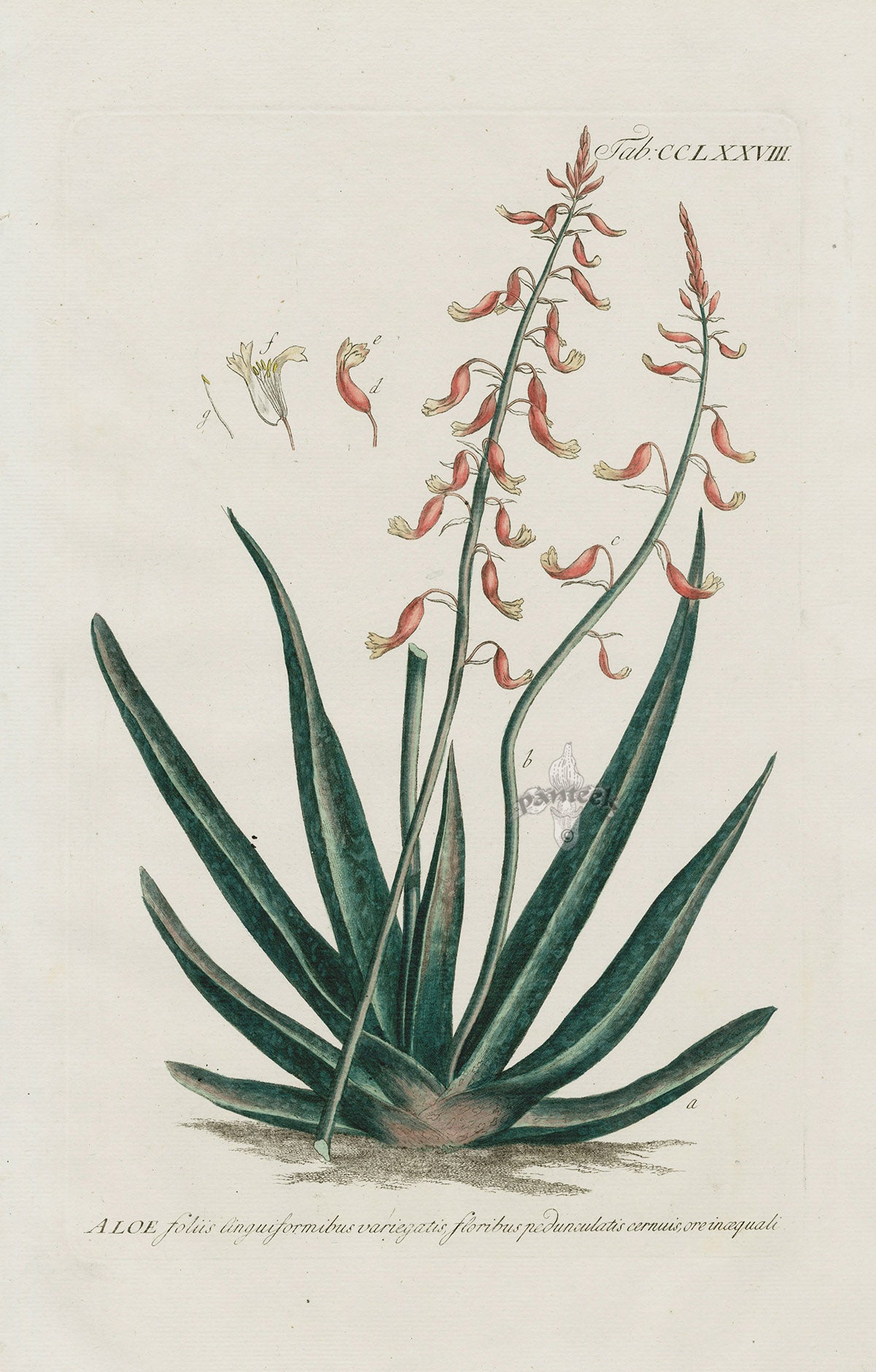 Philip Miller 1768 Antique Botanical Print Aloe