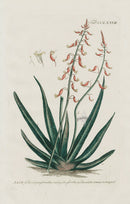 Philip Miller 1768 Antique Botanical Print Aloe - Panteek Antique Prints