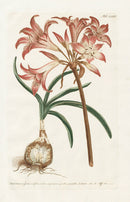 Philip Miller 1768 Antique Botanical Print Amaryllis - Panteek Antique Prints