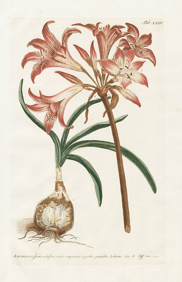 Philip Miller 1768 Antique Botanical Print Amaryllis