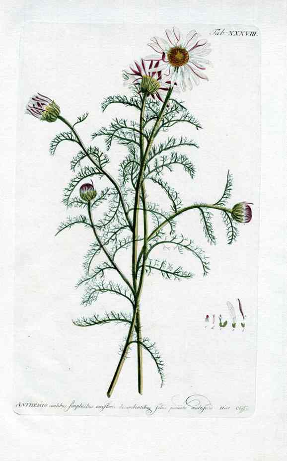 Philip Miller 1768 Antique Botanical Print Anthemis
