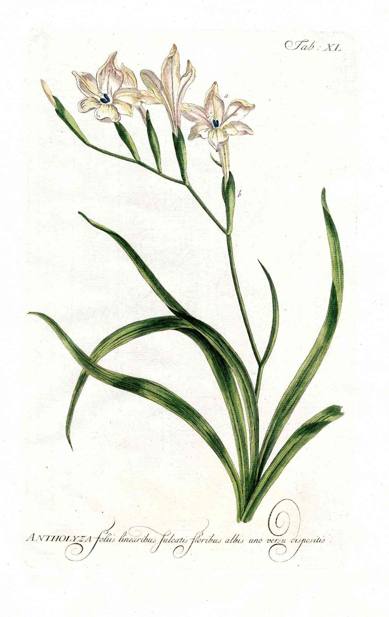 Philip Miller 1768 Antique Botanical Print Antholyza