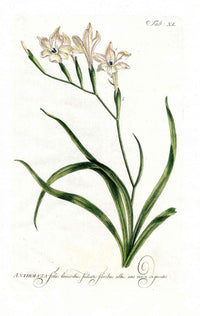 Philip Miller 1768 Antique Botanical Print Antholyza - Panteek Antique Prints