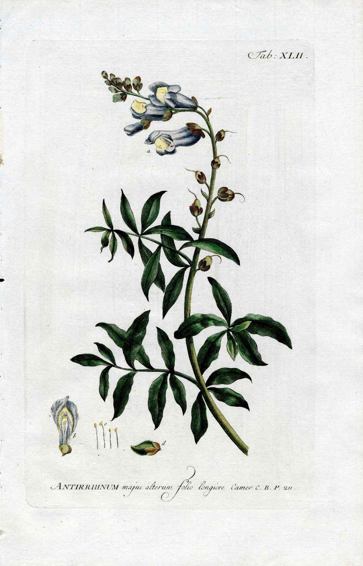 Philip Miller 1768 Antique Botanical Print Anthurium