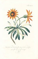 Philip Miller 1768 Antique Botanical Print Arctotis - Panteek Antique Prints