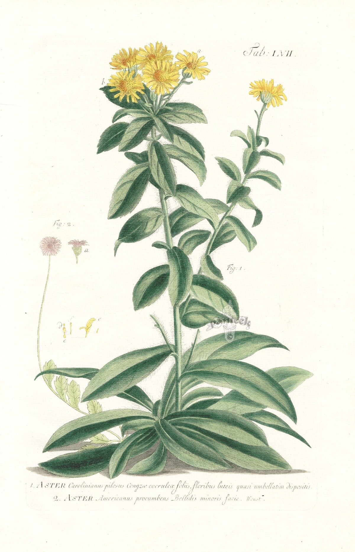 Philip Miller 1768 Antique Botanical Print Aster