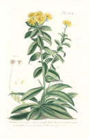 Philip Miller 1768 Antique Botanical Print Aster - Panteek Antique Prints