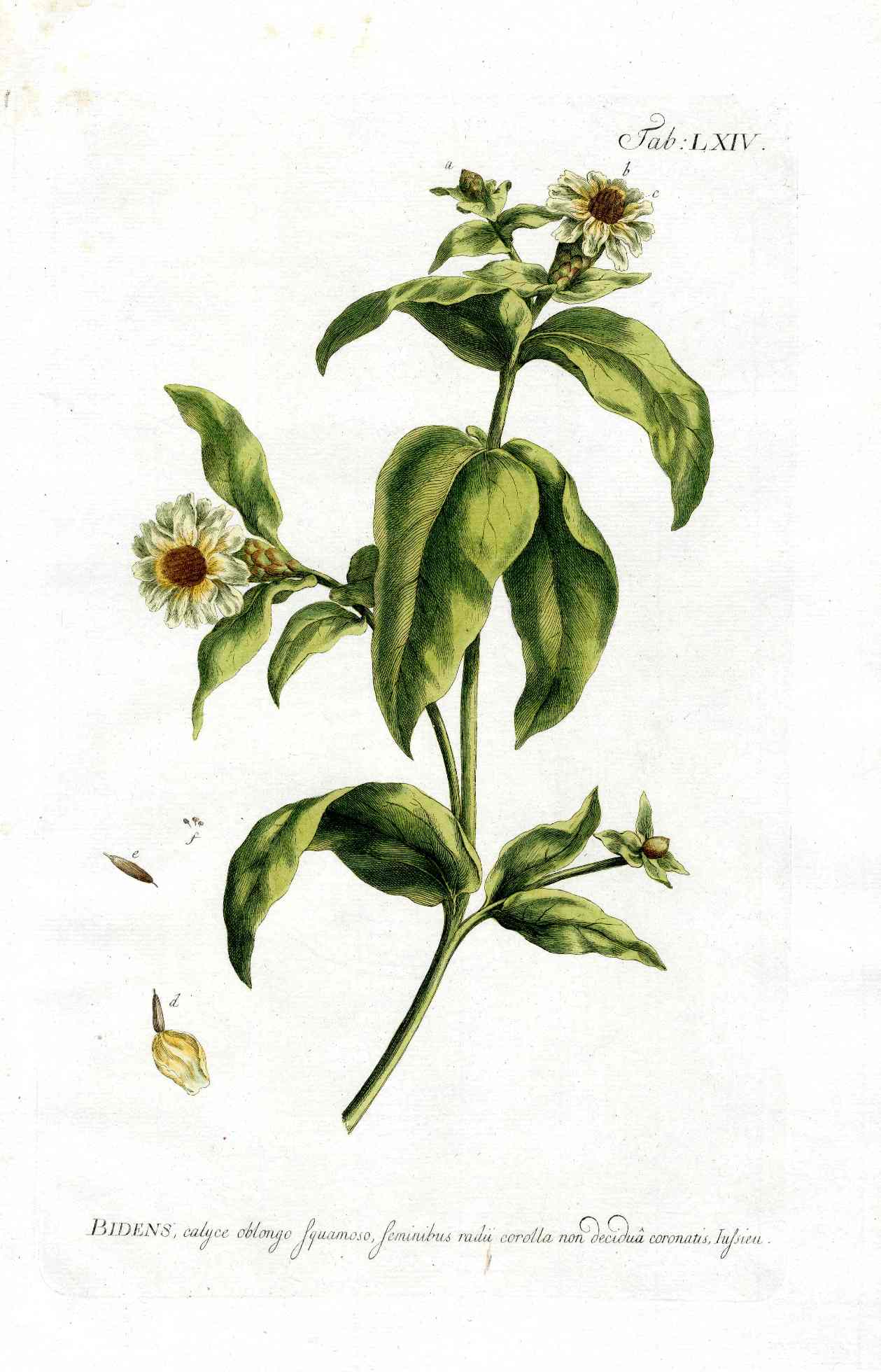 Philip Miller 1768 Antique Botanical Print Bidens