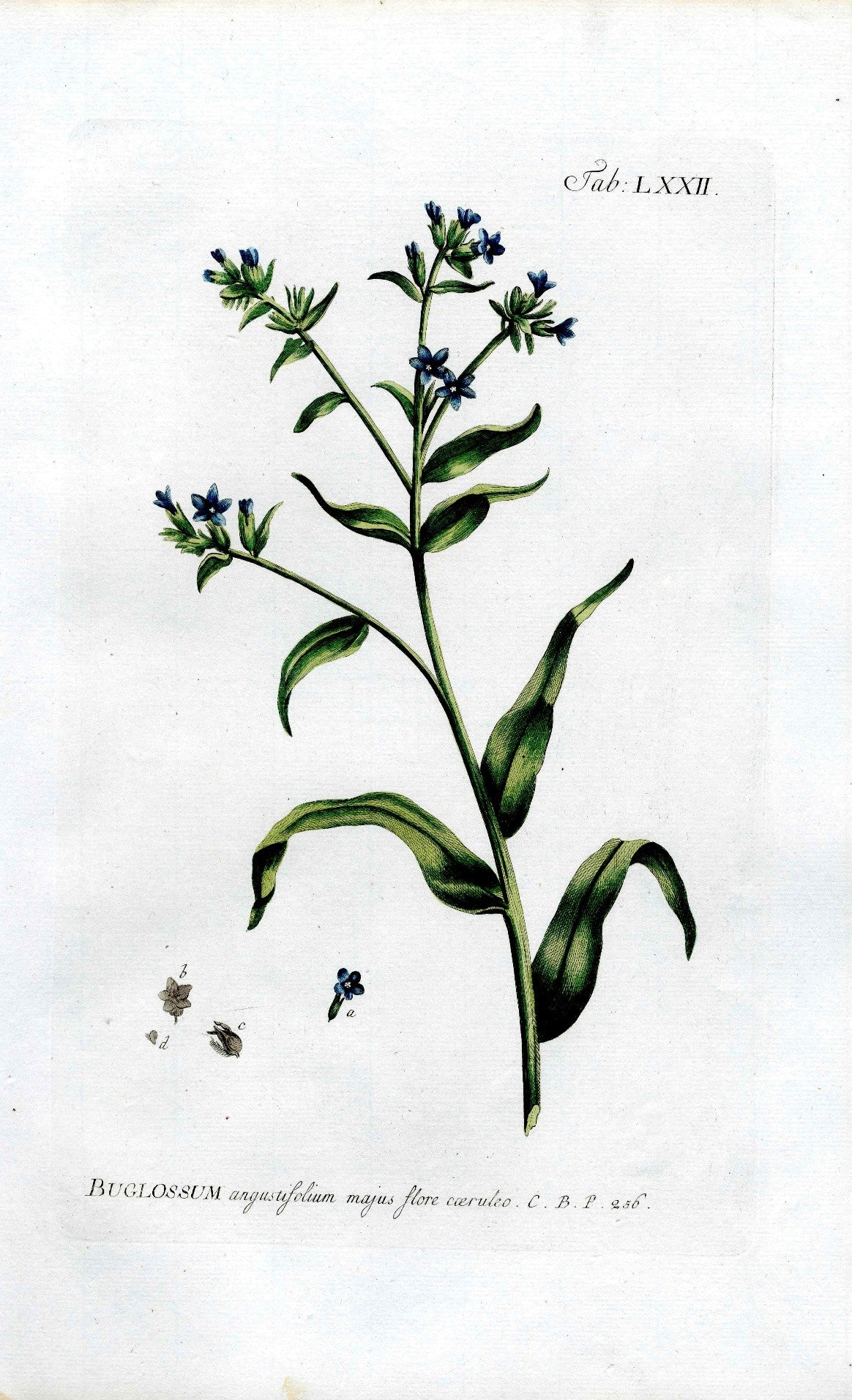 Philip Miller 1768 Antique Botanical Print Buglossum