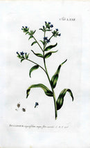 Philip Miller 1768 Antique Botanical Print Buglossum - Panteek Antique Prints